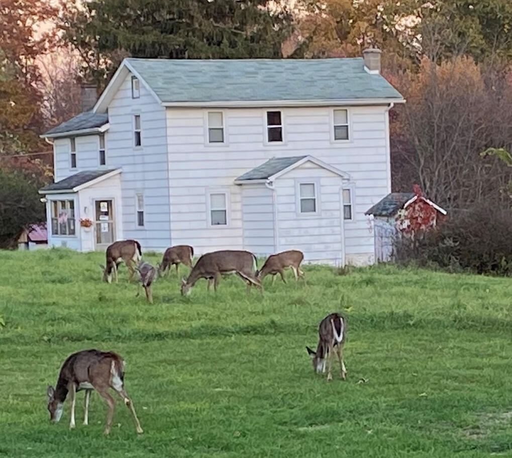 deer on the farm